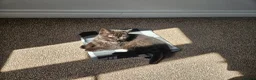 Persian cats for sale: Chunky Persian × British  - Advert 1