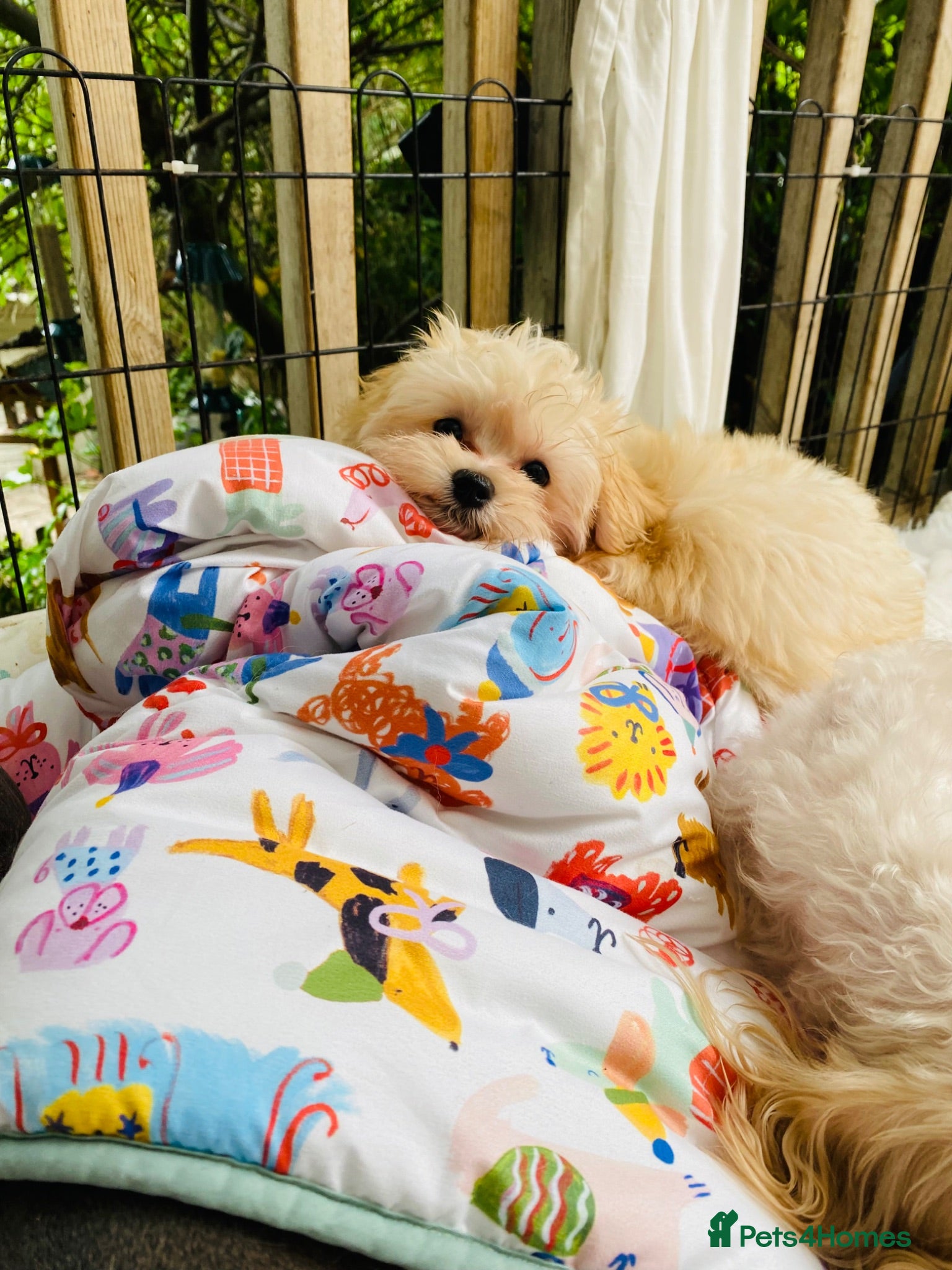 Maltipoo dogs * Tiny Korean Maltipoo Babies * - Advert 9