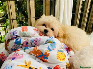 Maltipoo dogs * Tiny Korean Maltipoo Babies * - Advert 6