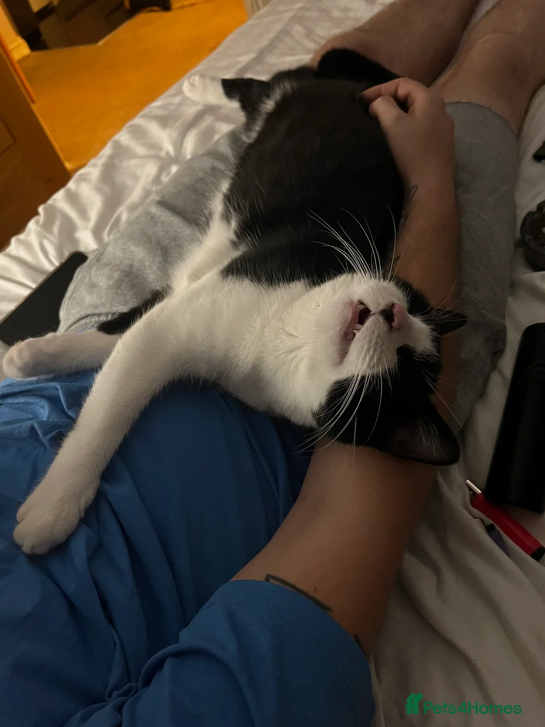 Mixed Breed cats for sale: Re-homing Mr Leo - Advert 4