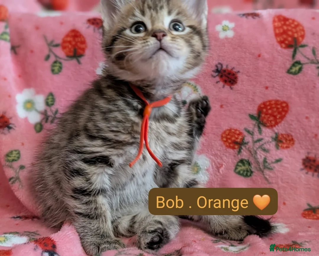 Maine Coon cats for sale: Maine Coon Cross Kittens - Advert 28