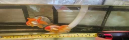 Fancy Goldfish fish for sale: Two Fancy Goldfish in Stroud - Advert 3