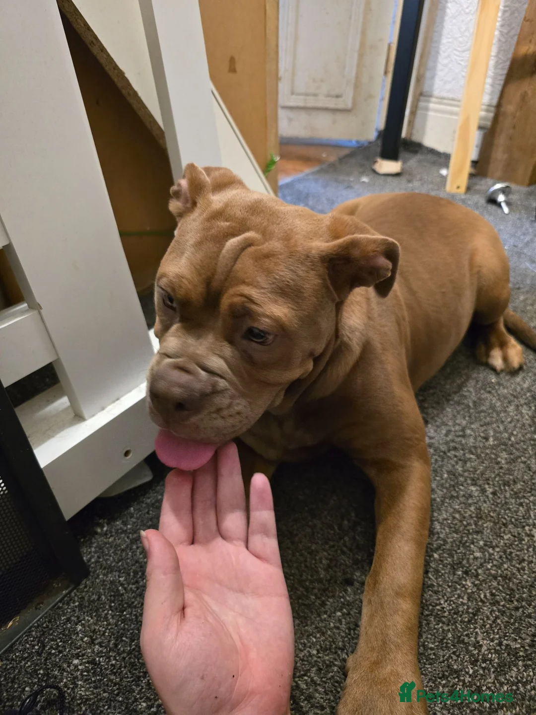 Olde English Bulldogge dogs for sale: Xena beautiful olde English bulldogge  - Advert 4