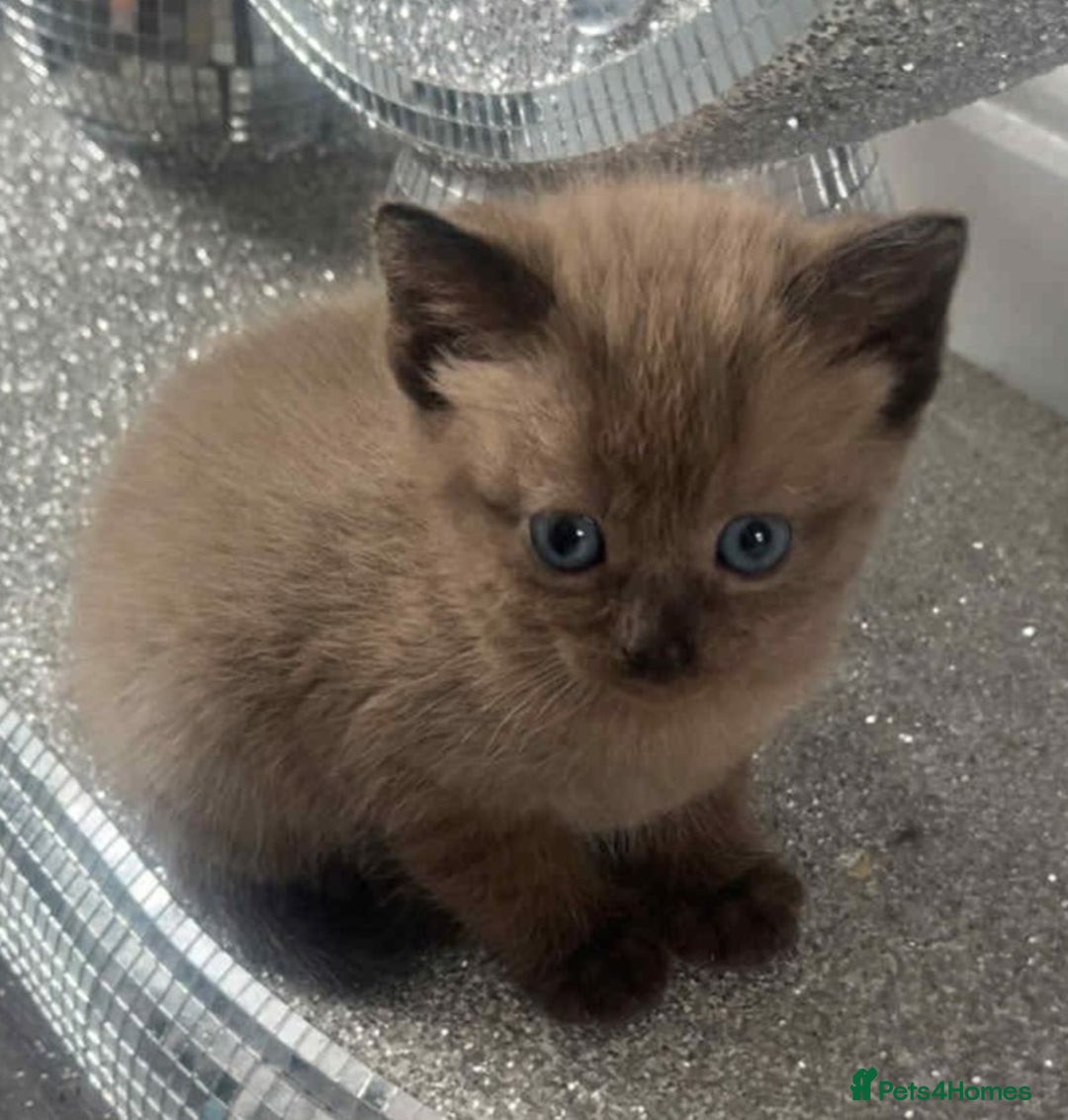 Ragdoll cats for sale: Ragdoll x bsh  - Image 3