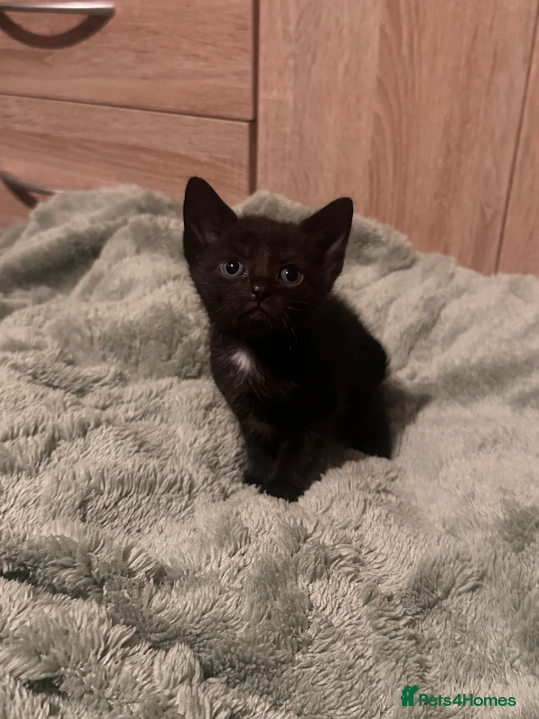 Mixed Breed cats for sale: Mixed Breed Litter - Advert 3