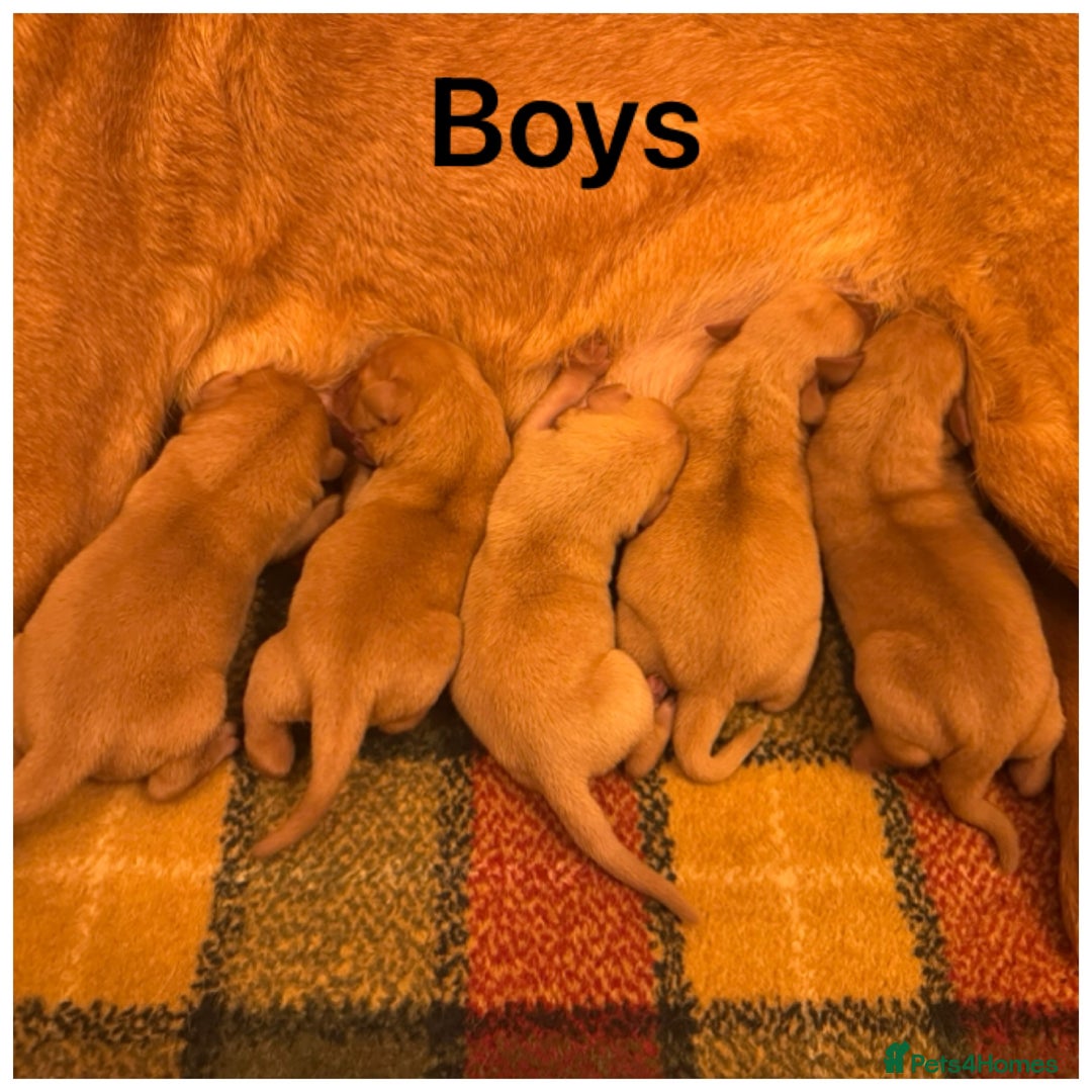 Labrador Retriever dogs for sale: Stunning KC pups,health tested parents&great lines - Advert 5