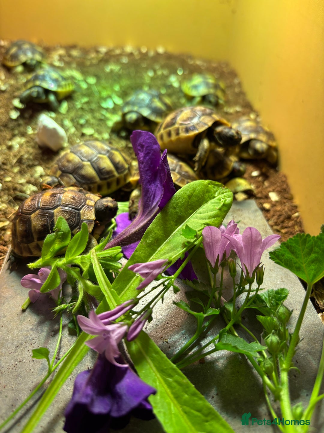 Tortoise reptiles for sale: Baby Spurthigh Tortoises - Image 3