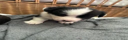 Welsh Corgi Cardigan dogs for sale: Three stunning puppies of Welsh Corgi Cardigan - Advert 12