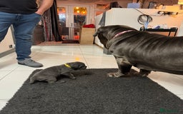 Neapolitan Mastiff dogs for sale:  Neapolitan mastiff puppies Newcastle  - Image 18