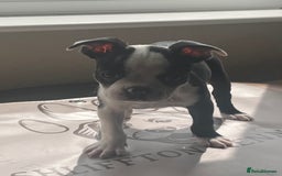 Boston Terrier dogs for sale: How is she the last puppy she’s perfect!  - Image 15