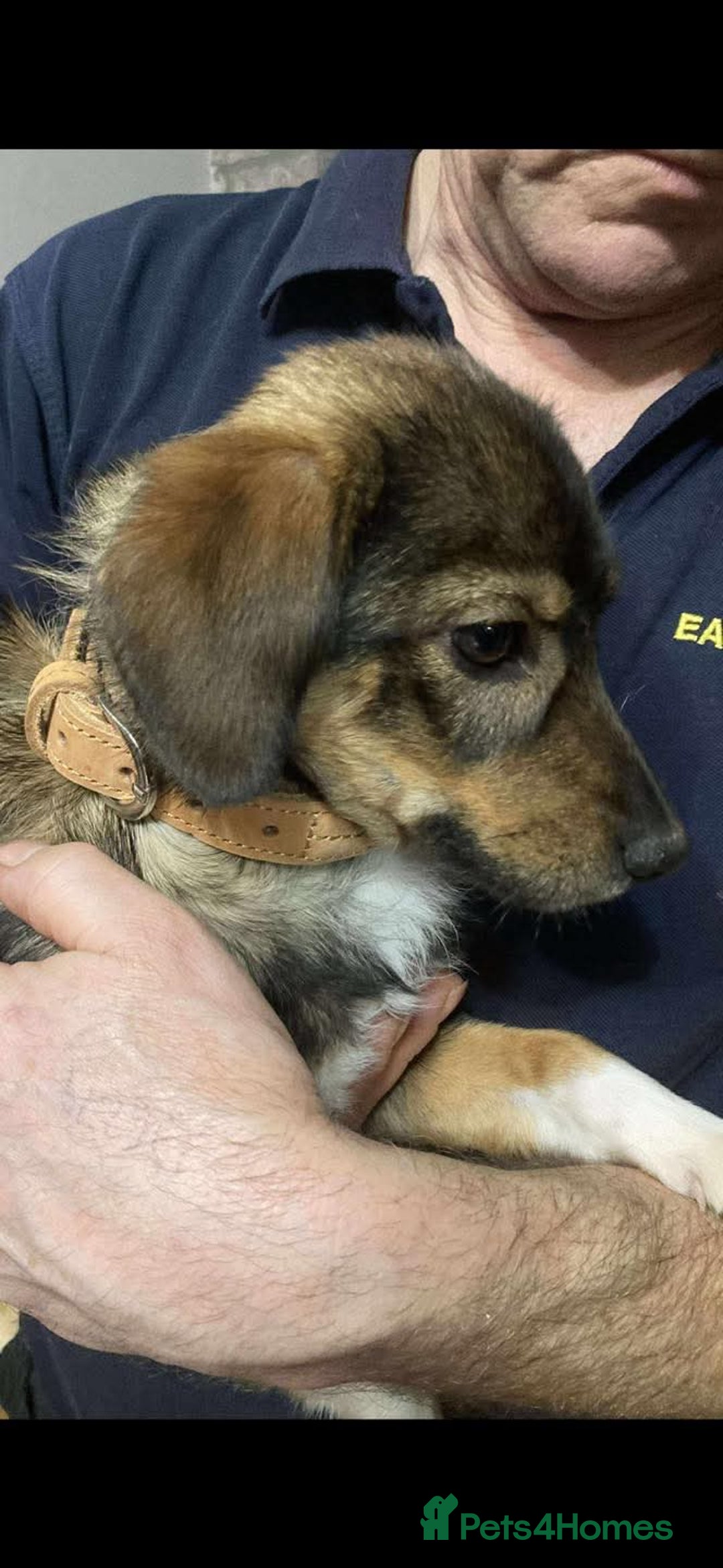 Mixed Breed dogs for adoption: 🩷 Meet Mica 🩷 - Image 3