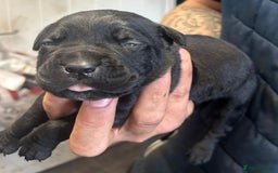 Cane Corso dogs for sale: Cane corso puppies  - Image 13