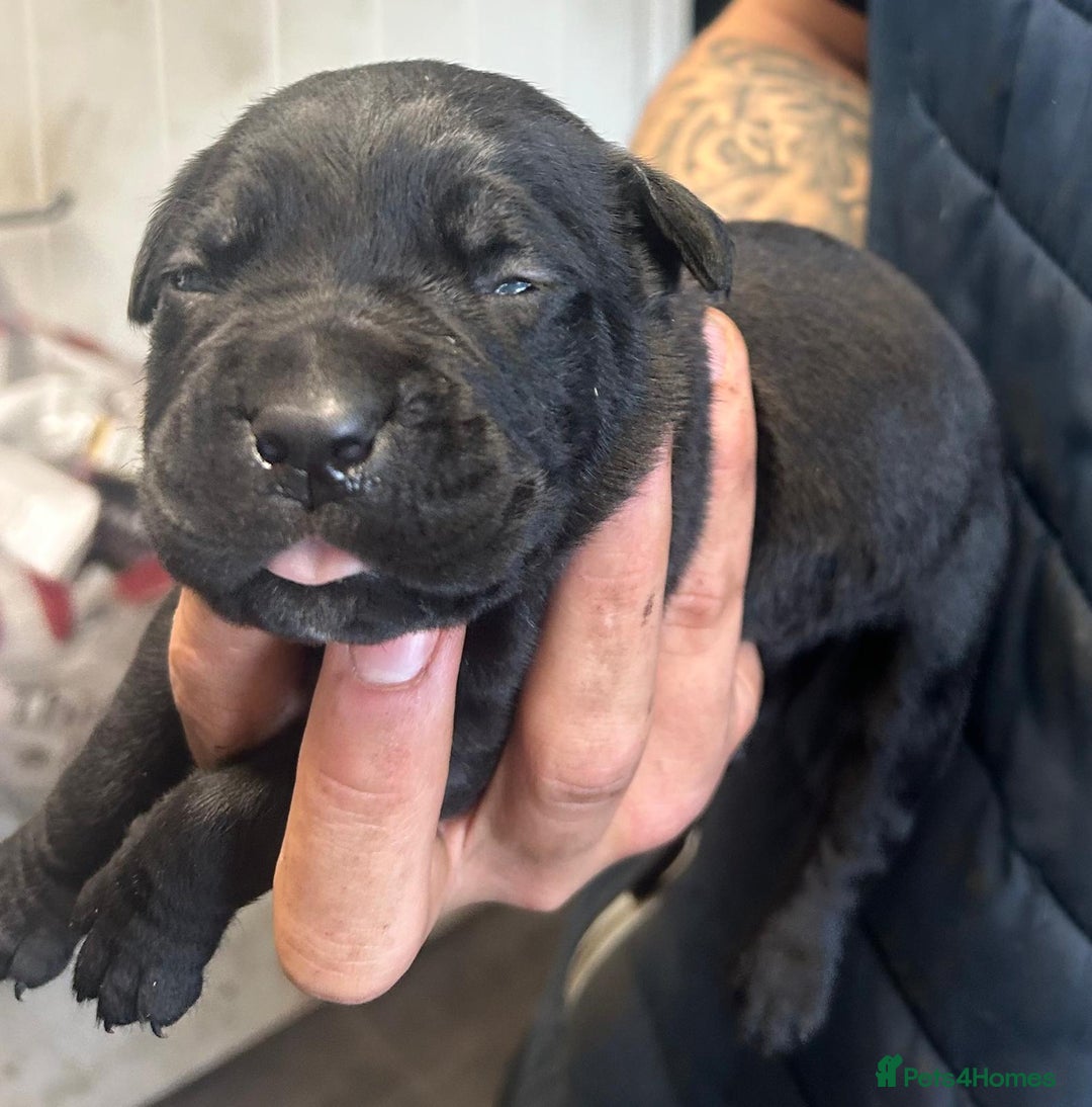 Cane Corso dogs for sale: Cane corso puppies  - Image 13