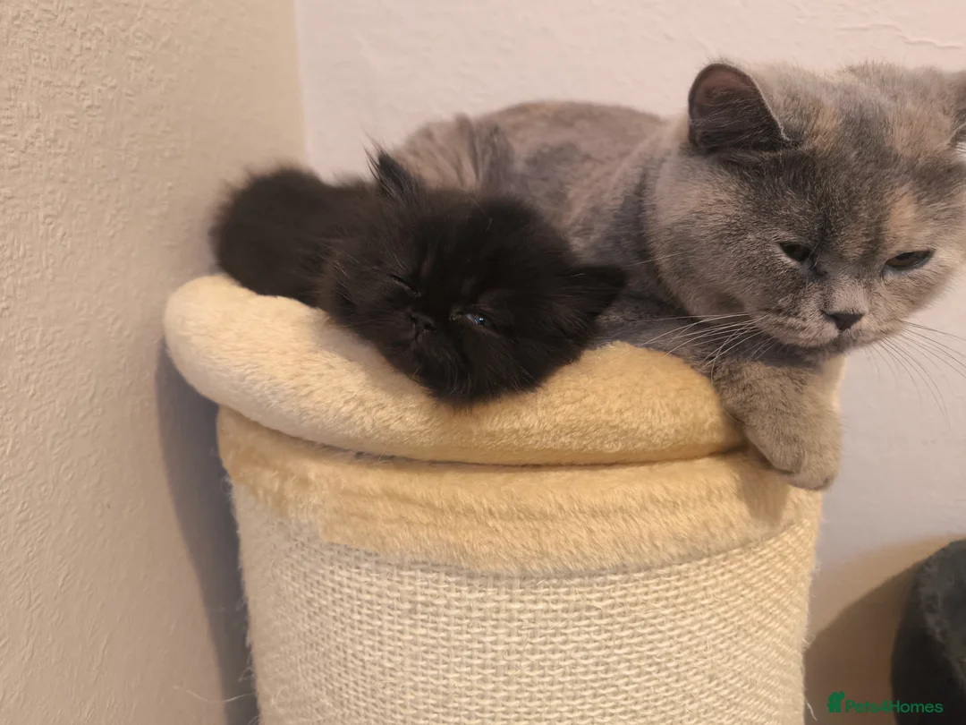 British Shorthair cats for stud:  GCCF registered STUD CHOCOLATE B blood group  in Beaconsfield - Advert 24