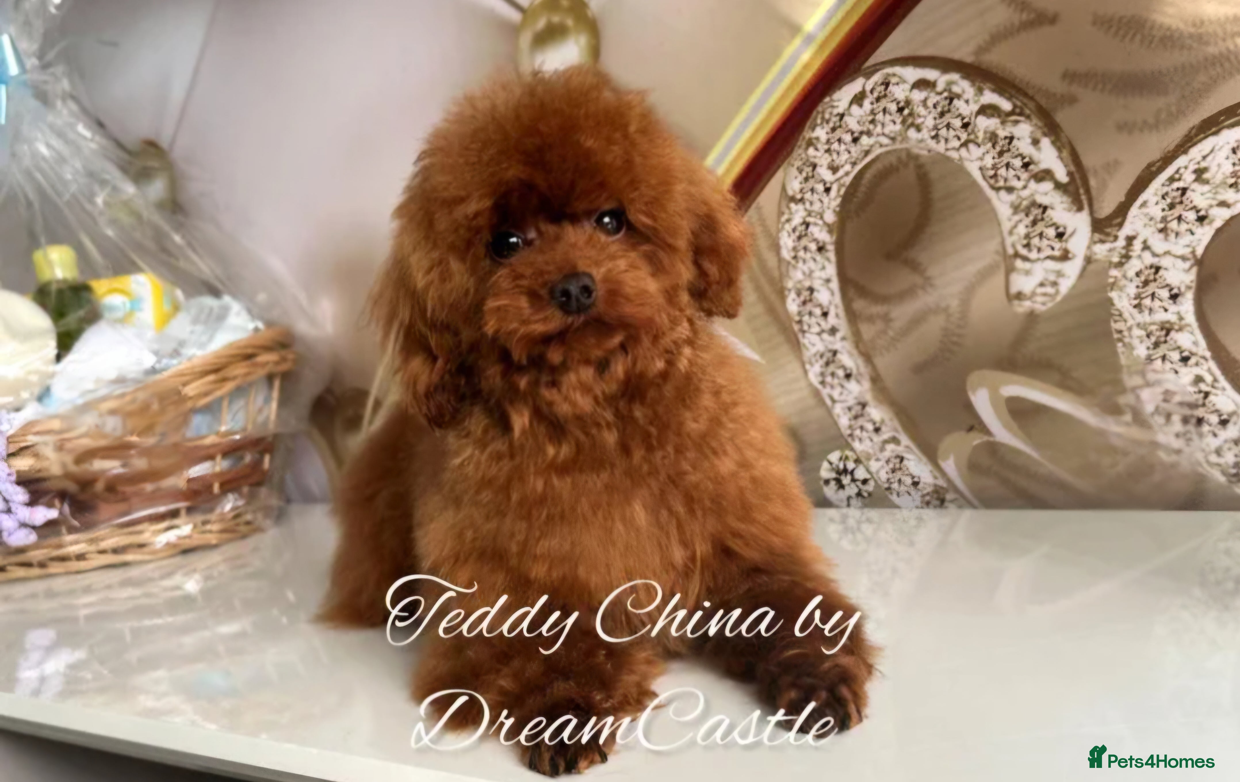 Toy Poodle dogs Red Asian poodle stud  - Advert 3