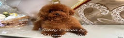 Toy Poodle dogs for stud: Red Asian poodle stud  - Advert 1
