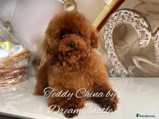 Toy Poodle dogs Red Asian poodle stud - Advert 6