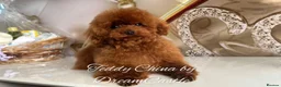 Toy Poodle dogs for stud: Red Asian poodle stud  - Advert 1