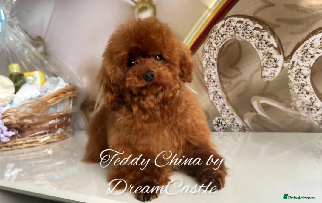 Toy Poodle dogs for stud: Red Asian poodle stud  - Advert 1