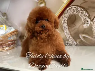 Toy Poodle dogs Red Asian poodle stud - Advert 8
