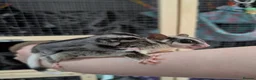 Sugar Glider rodents for sale: Mosaic Ringtail Female Sugar glider joey - Advert 9