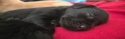 Labrador Retriever dogs for sale: Labrador puppy's  - Advert 5
