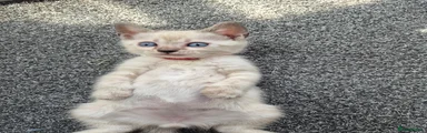 Male Kitten 8