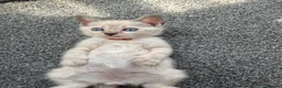 Mixed Breed cats for sale: Bengal Siamese mixed - Advert 4