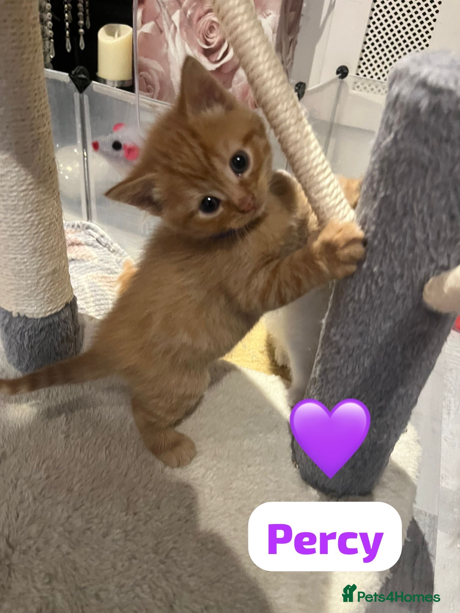 Mixed Breed cats 🐾 8 Beautiful kittens….🩵🩷 - Advert 1