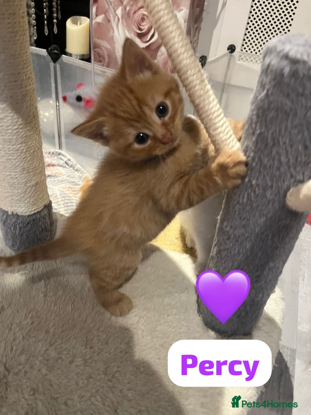 Mixed Breed cats for sale: 🐾 8 Beautiful kittens….🩵🩷 - Advert 1