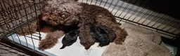 Cockapoo dogs for sale: 6 beautiful Cockapoo puppies  - Advert 2