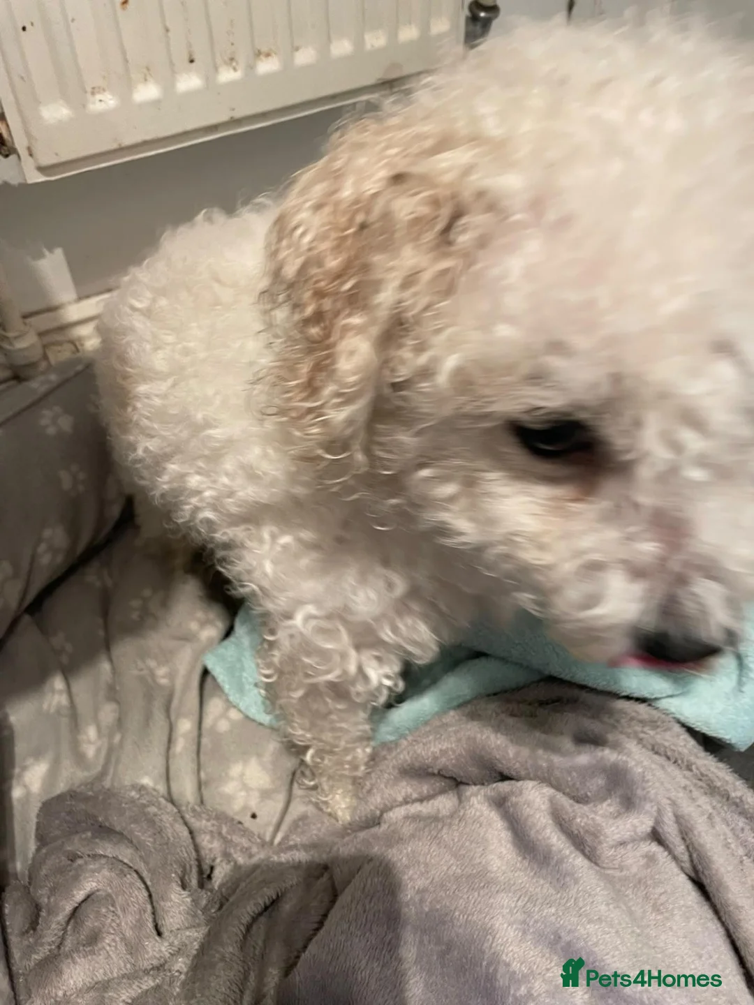 Cavachon dogs for sale: Very loving dog - Advert 3