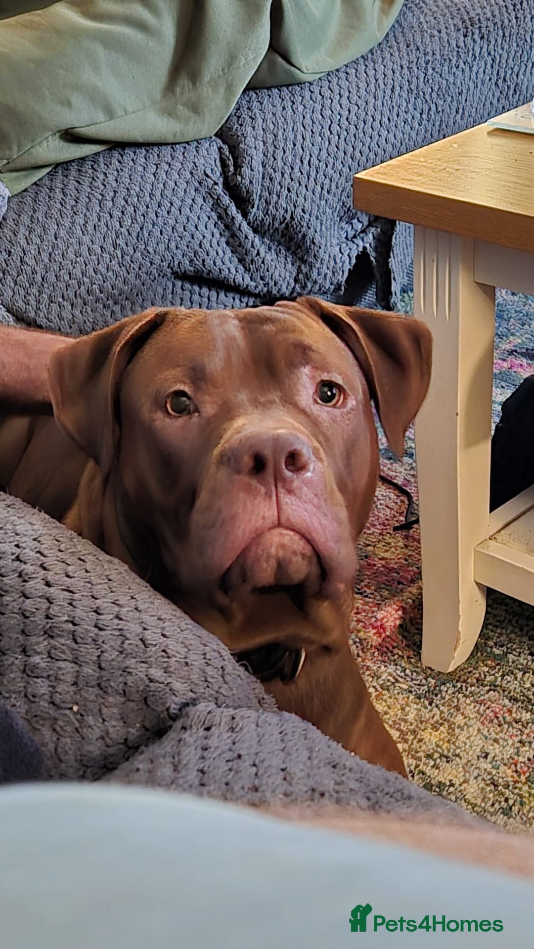 Mixed Breed dogs for sale: Rocco - Advert 9