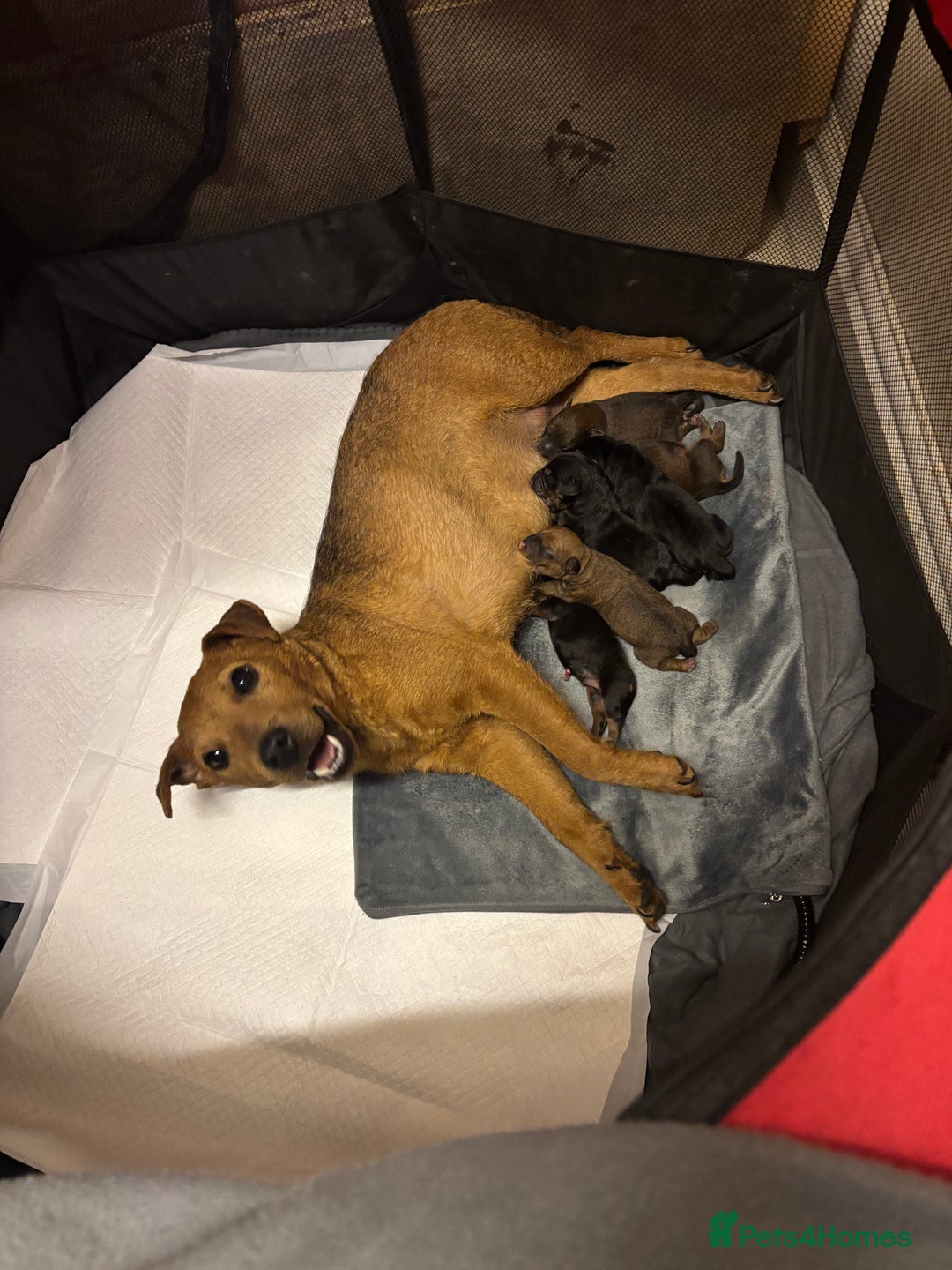 Lakeland Terrier dogs for sale: Red Lakeland terrier bitch - Image 11