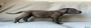 Cane Corso 3