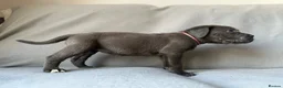 Cane Corso dogs for sale: BLUE CANE CORSO PUPS!!! in Newark - Advert 9