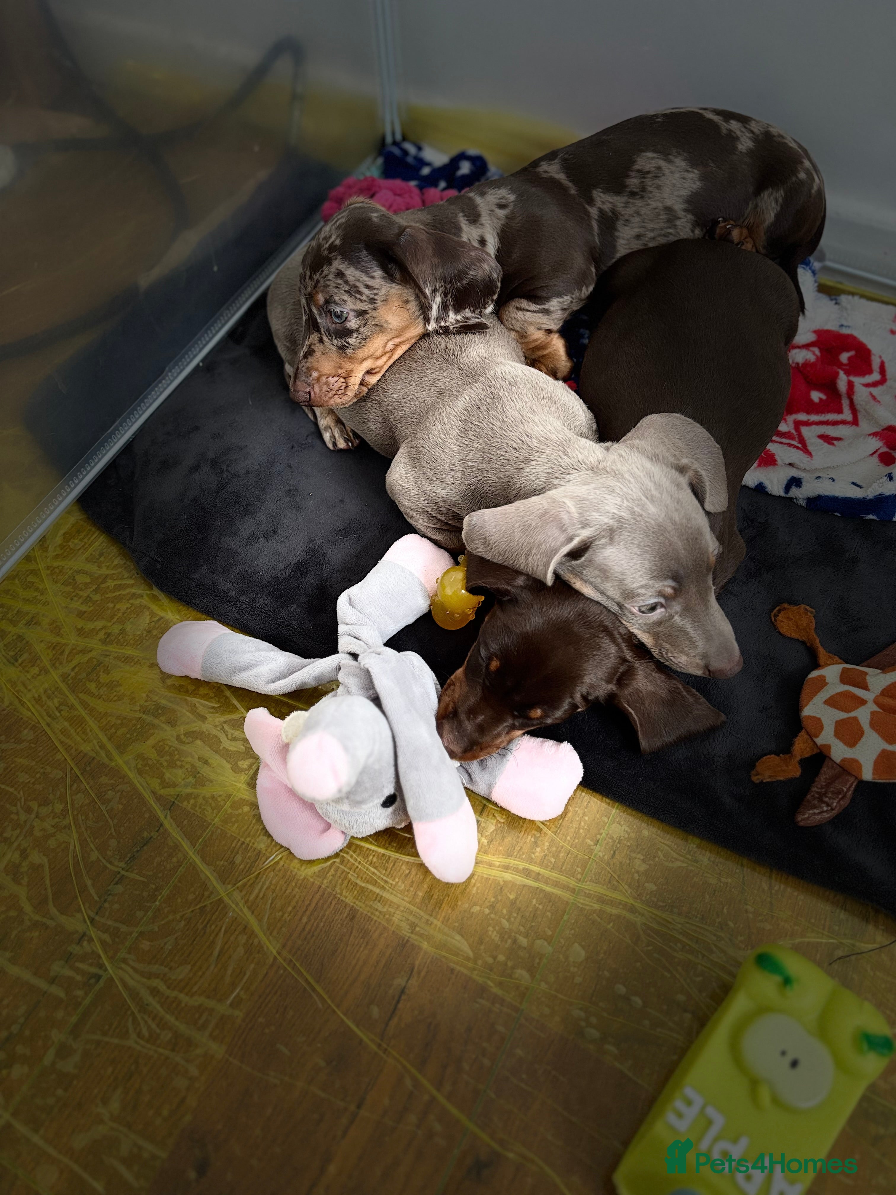 Miniature Dachshund dogs Last 2 Miniature dachshund puppies ready now  - Advert 8