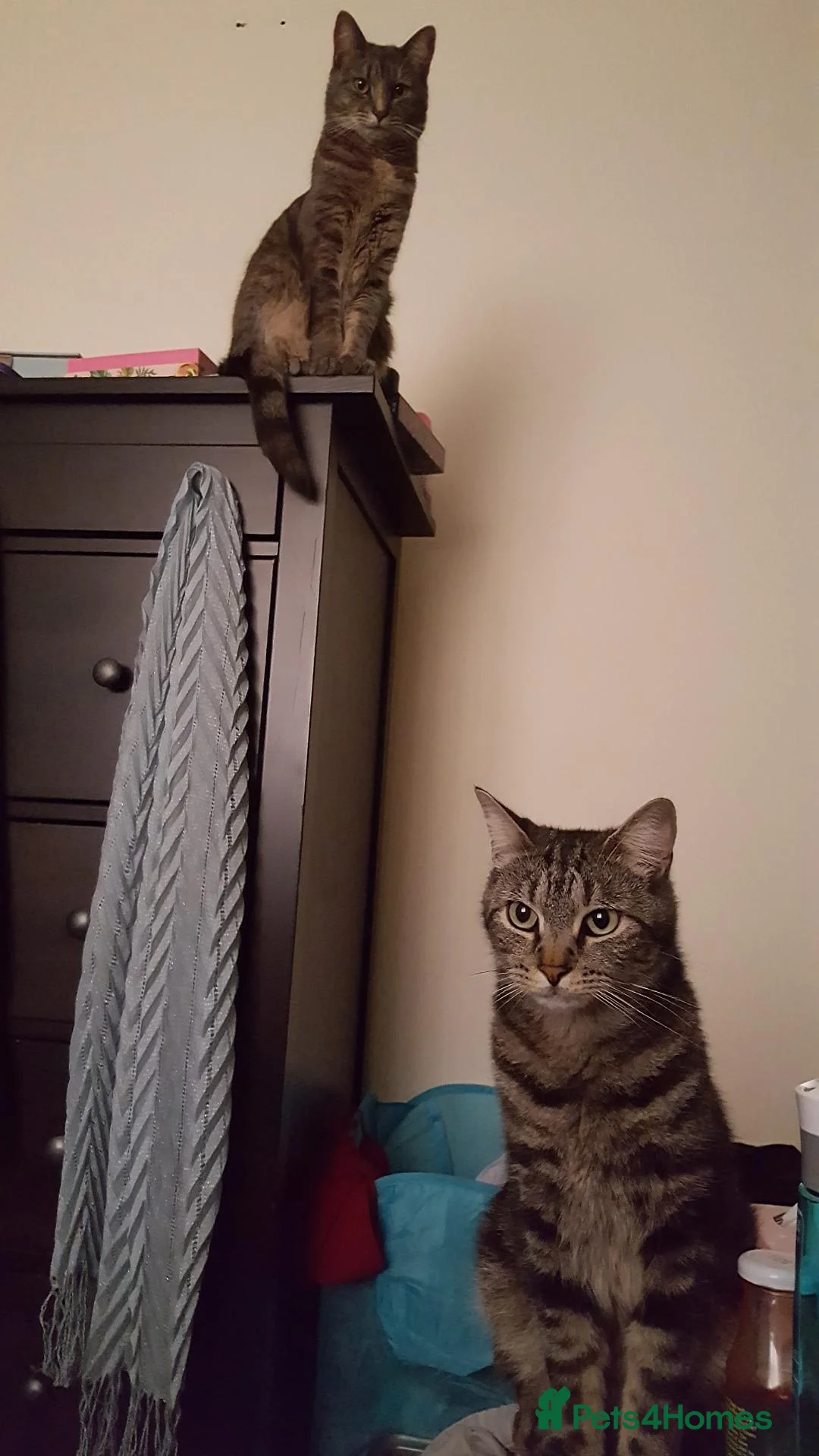 Mixed Breed cats for sale: Brother and sister pair - Bandit and Smokey in Portsmouth - Advert 6