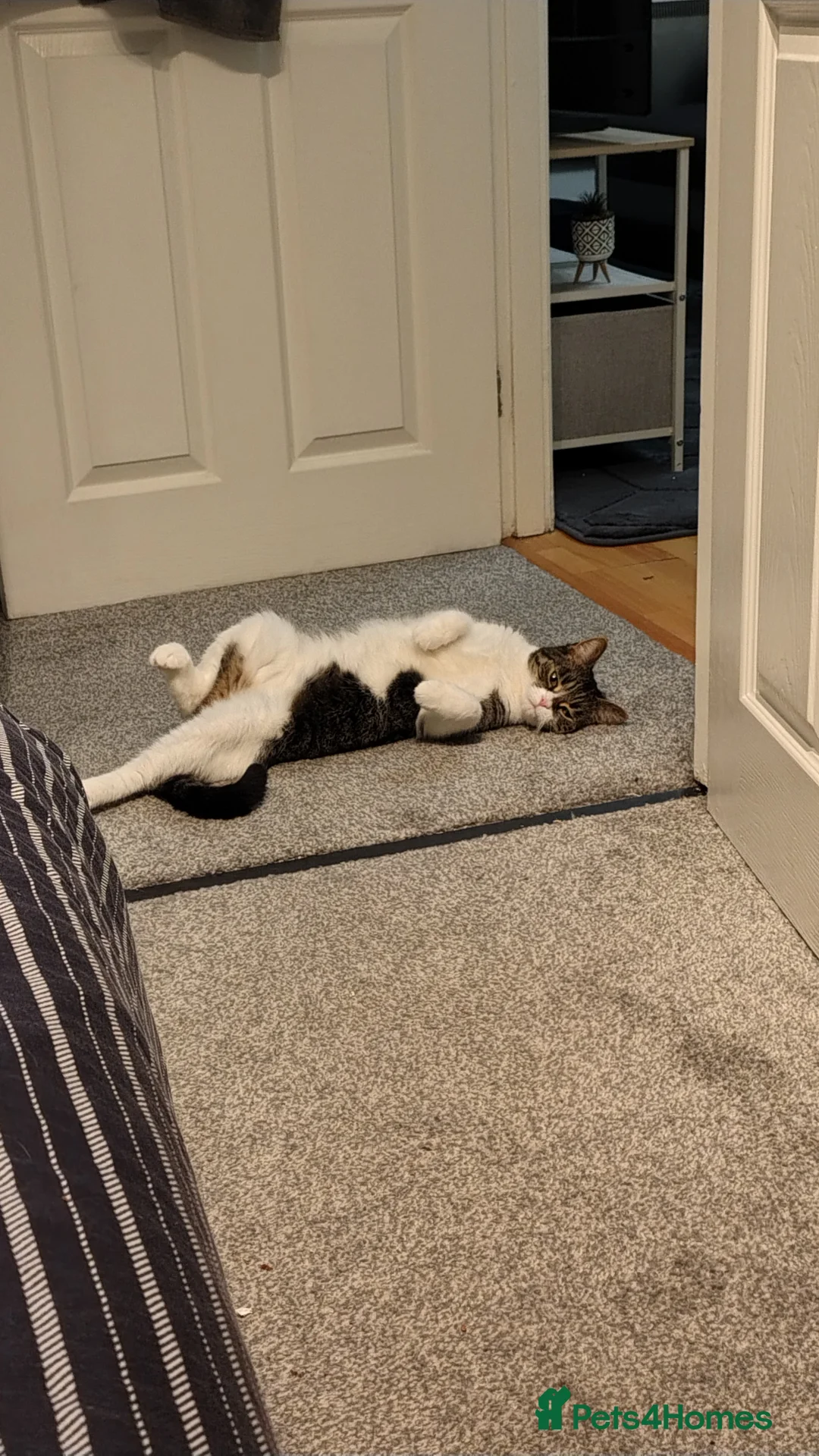Mixed Breed cats for sale: Kitten for sale female  in Newcastle upon Tyne - Advert 8