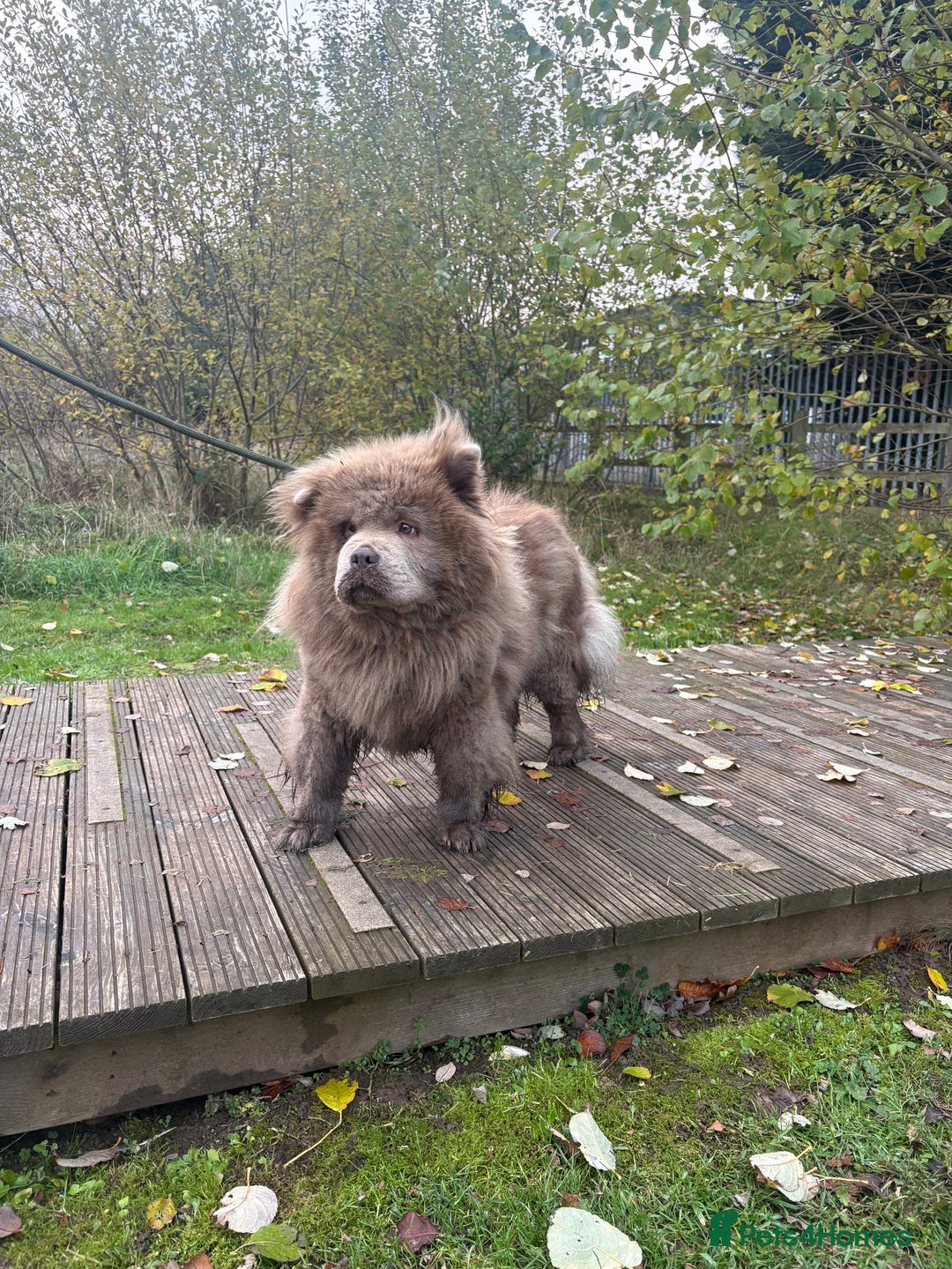Chow Chow dogs for sale: LILAC FEMALE CHOW CHOW PARIS  - Advert 4