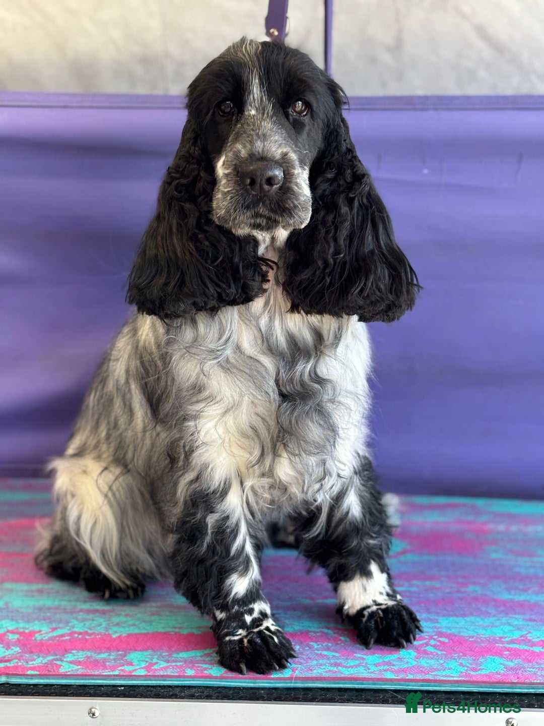 Cocker Spaniel dogs for sale: Gorgeous KC registered Show Cocker Spaniels - Image 9