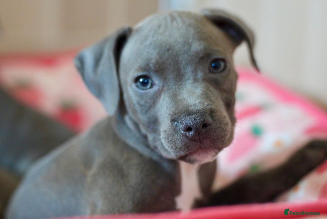Staffordshire Bull Terrier dogs for sale: 🧸 Adorable Staffy puppies 🧸 - Image 3