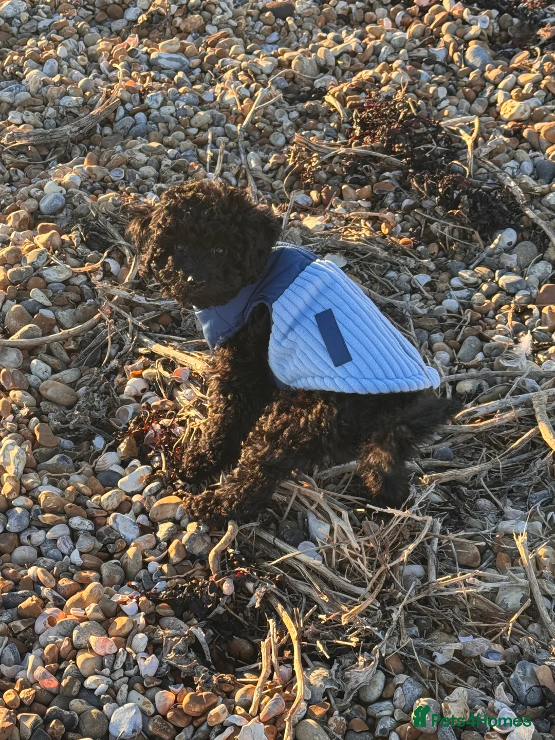 Cavapoo dogs for sale: Male cavapoo 5 MONTHS OLD  - Advert 7
