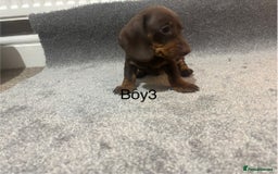 Miniature Dachshund dogs for sale: Chocolate dachshund babies  - Image 8