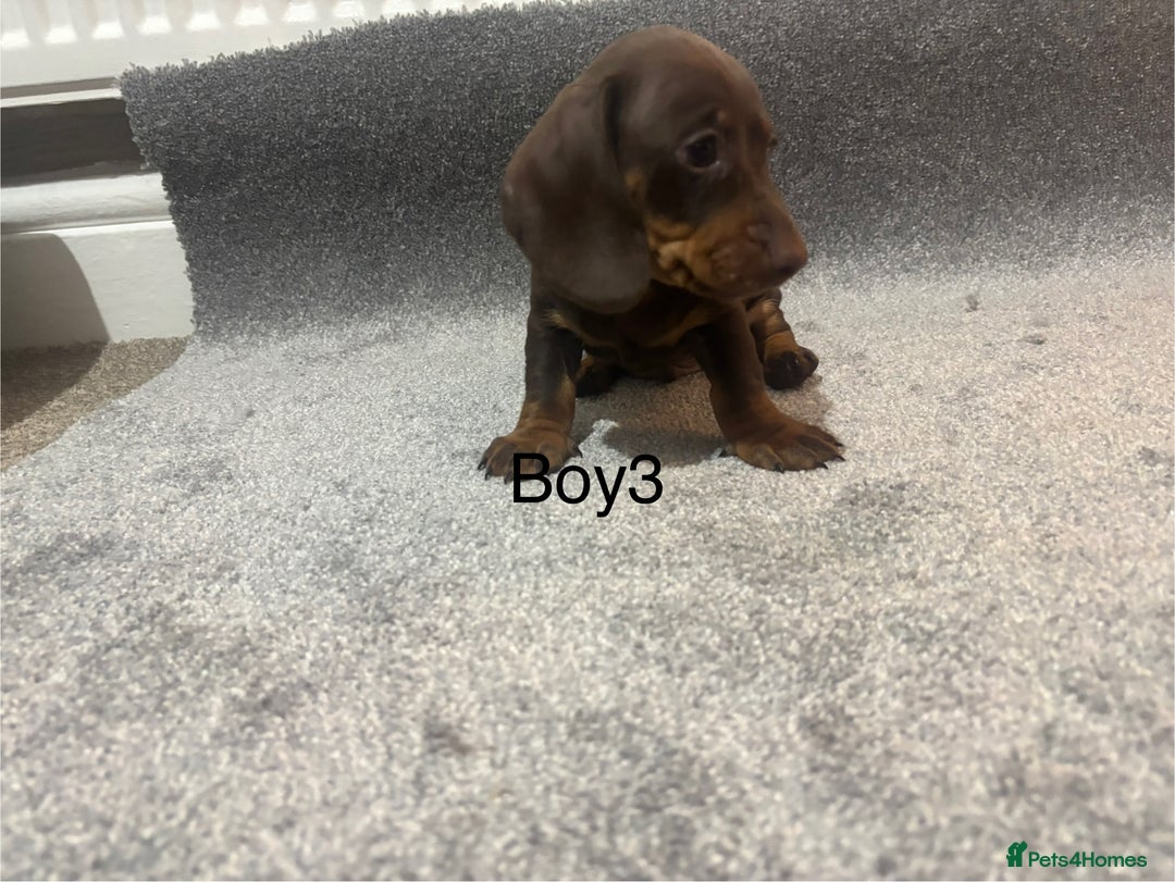 Miniature Dachshund dogs for sale: Chocolate dachshund babies  - Image 8