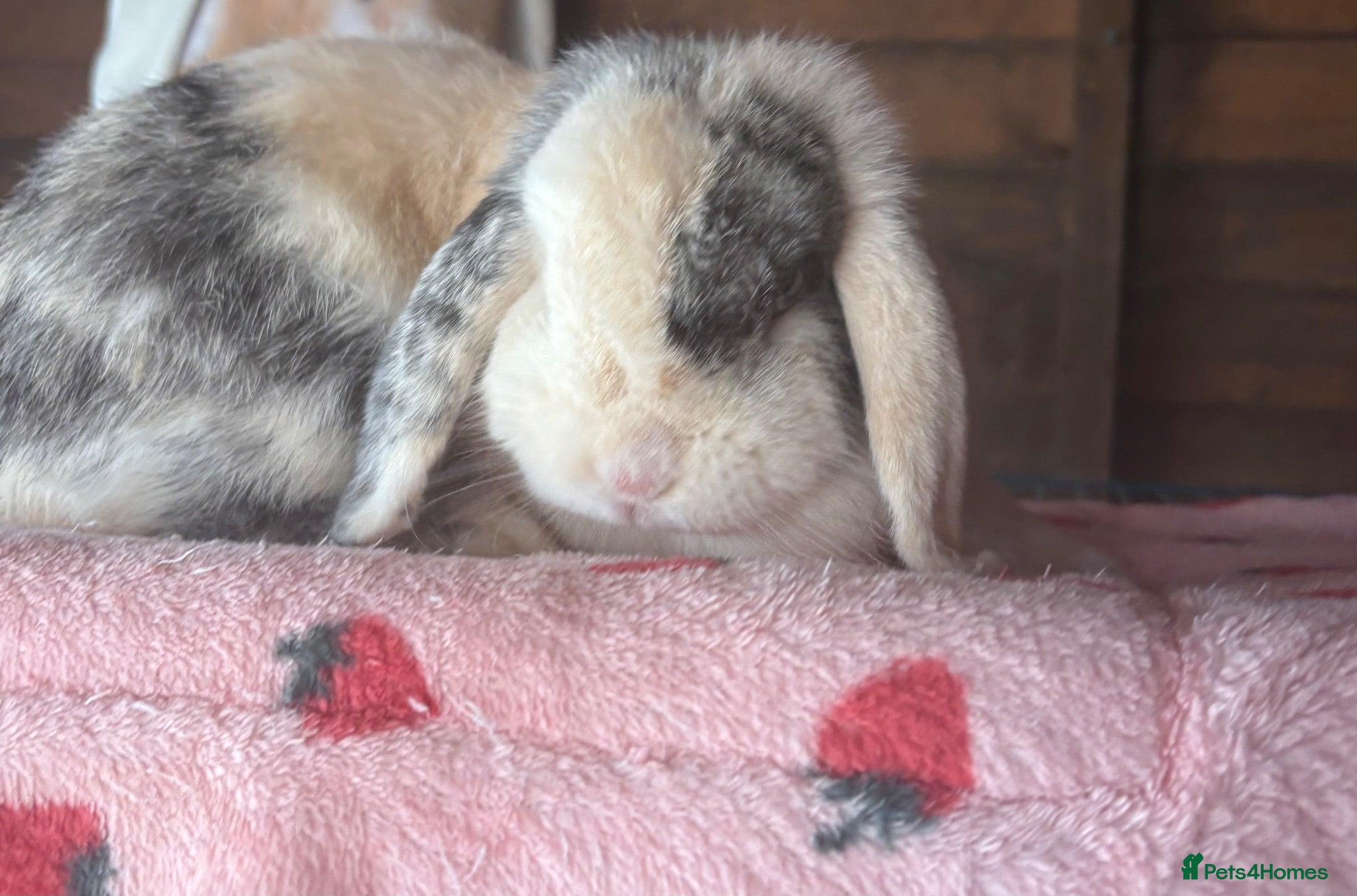 Mini Lop rabbits Friendly Doe - Advert 1