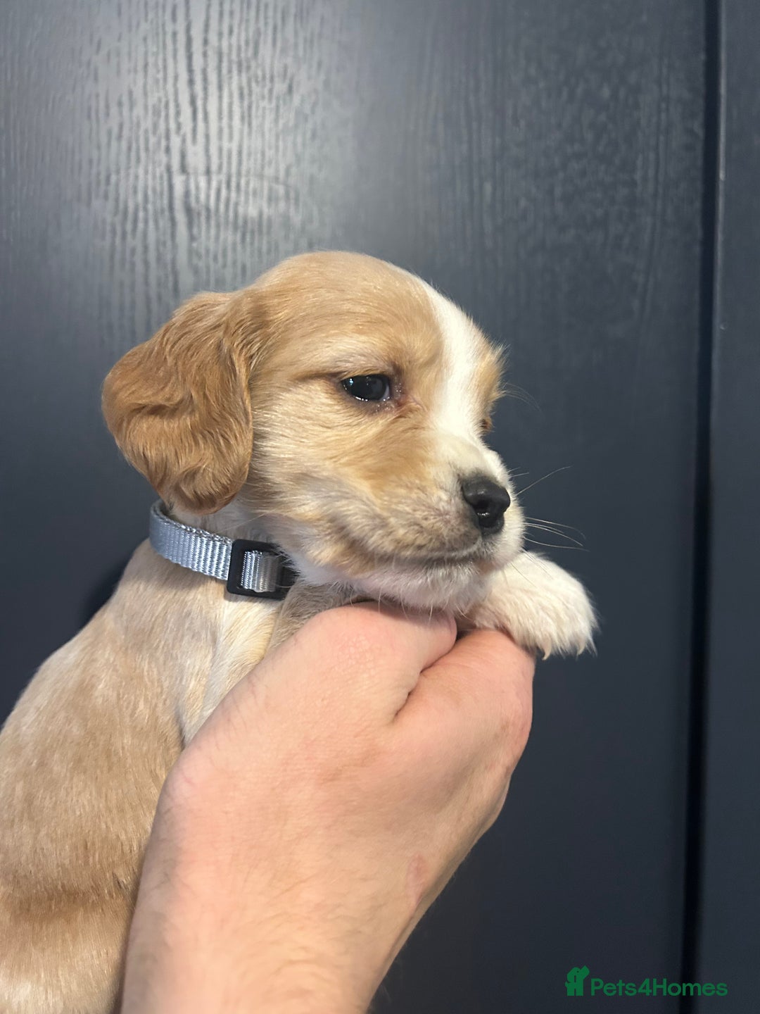 Cocker Spaniel dogs for sale: 3 Cocker Spaniel Puppies. 💙💙💙 - Advert 9