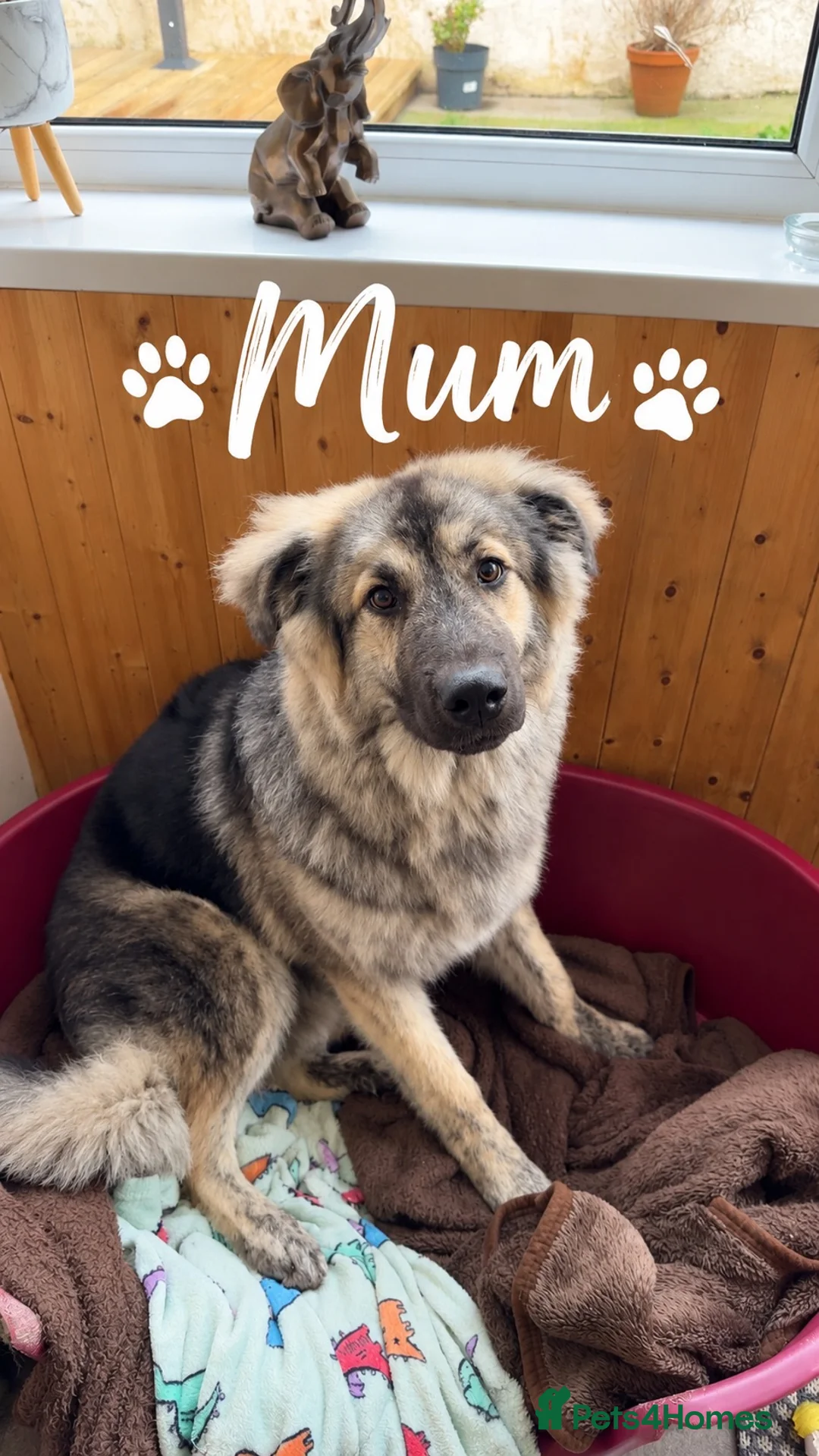 Mixed Breed dogs for sale: German Shepherd Caucasian Shepherd Swiss Shepherd - Advert 2