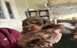 Dachshund dogs for sale: Long haired  - Image 8