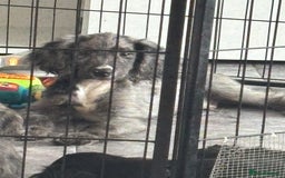 Cocker Spaniel dogs for sale: only 1 male left ,1 merle girl  in Gravesend - Image 24